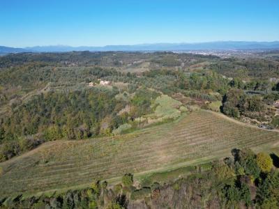 Land with large ruin for construction near San Miniato, Pisa