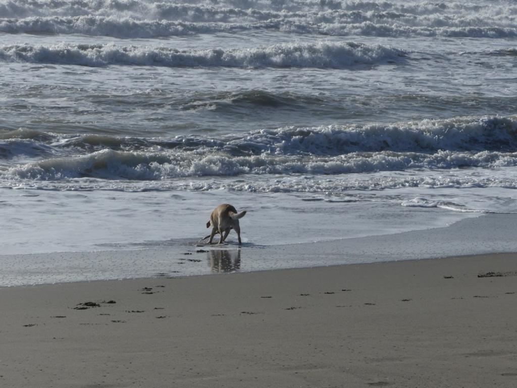Marina di Massa: Die Schildkröten sind zurück