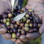 Buying a villa with an olive grove in Italy