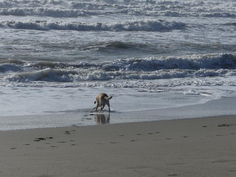 Marina di Massa: Die Schildkröten sind zurück