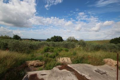 Unfinished farmhouse with olive grove