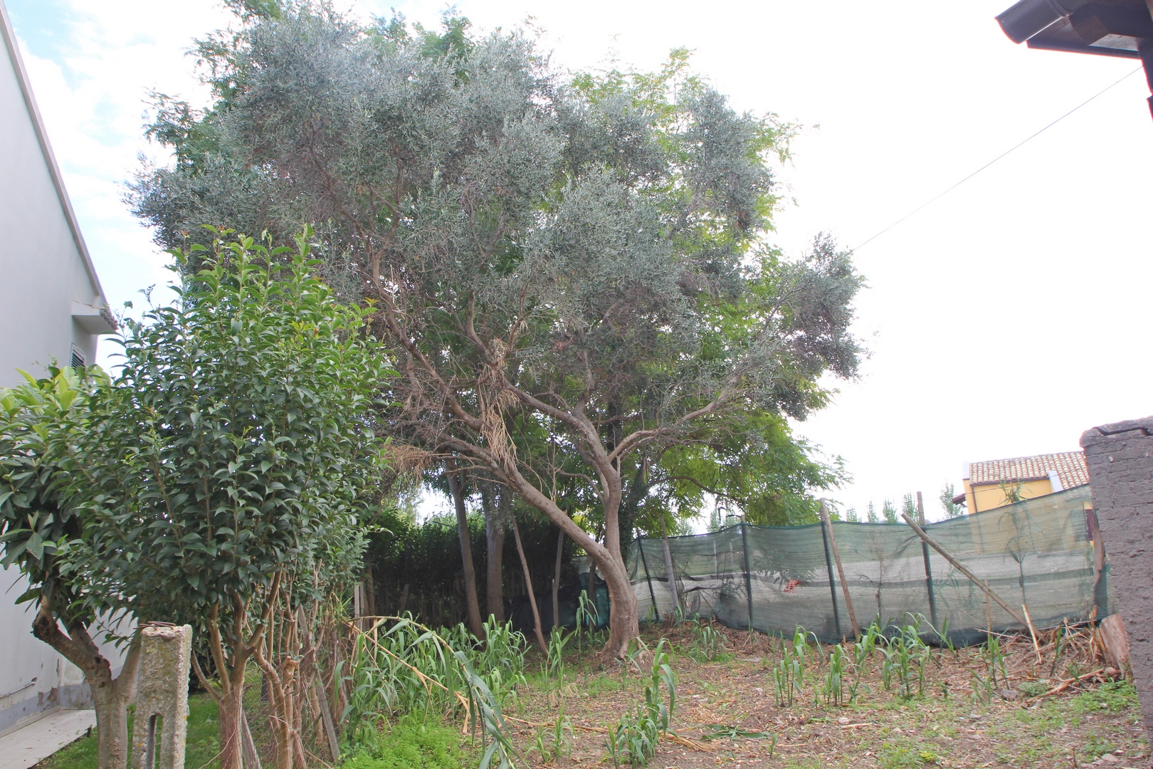 Olive farm