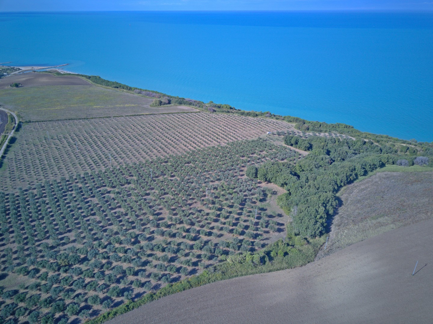 Olivenproduktion am Meer